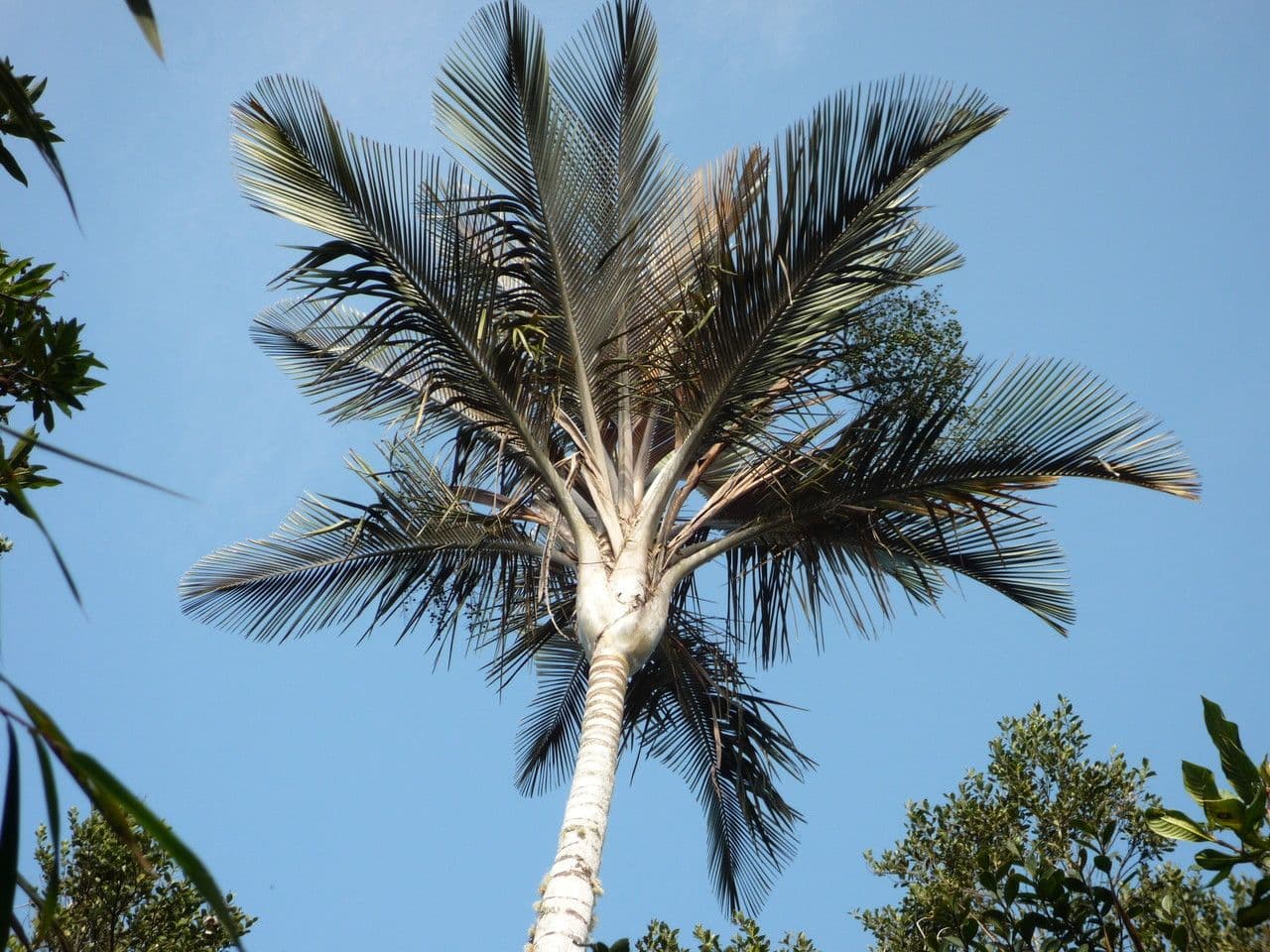 Ceroxylon