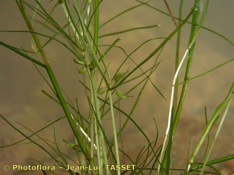 Zanichellia palustre 4