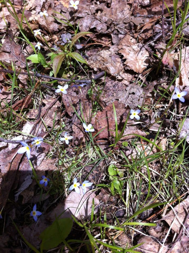 Houstonia azzurra 7