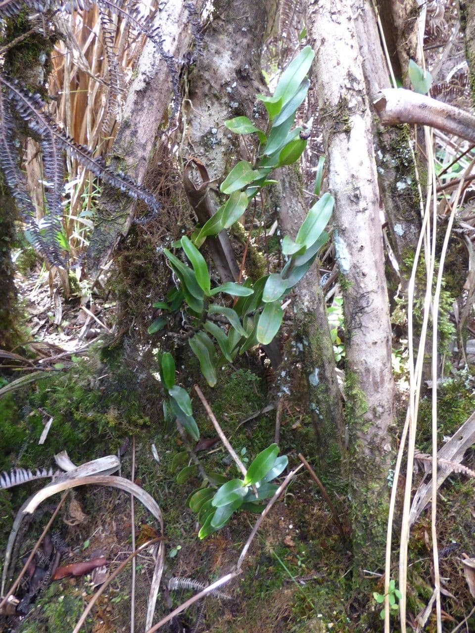 Angraecum 9