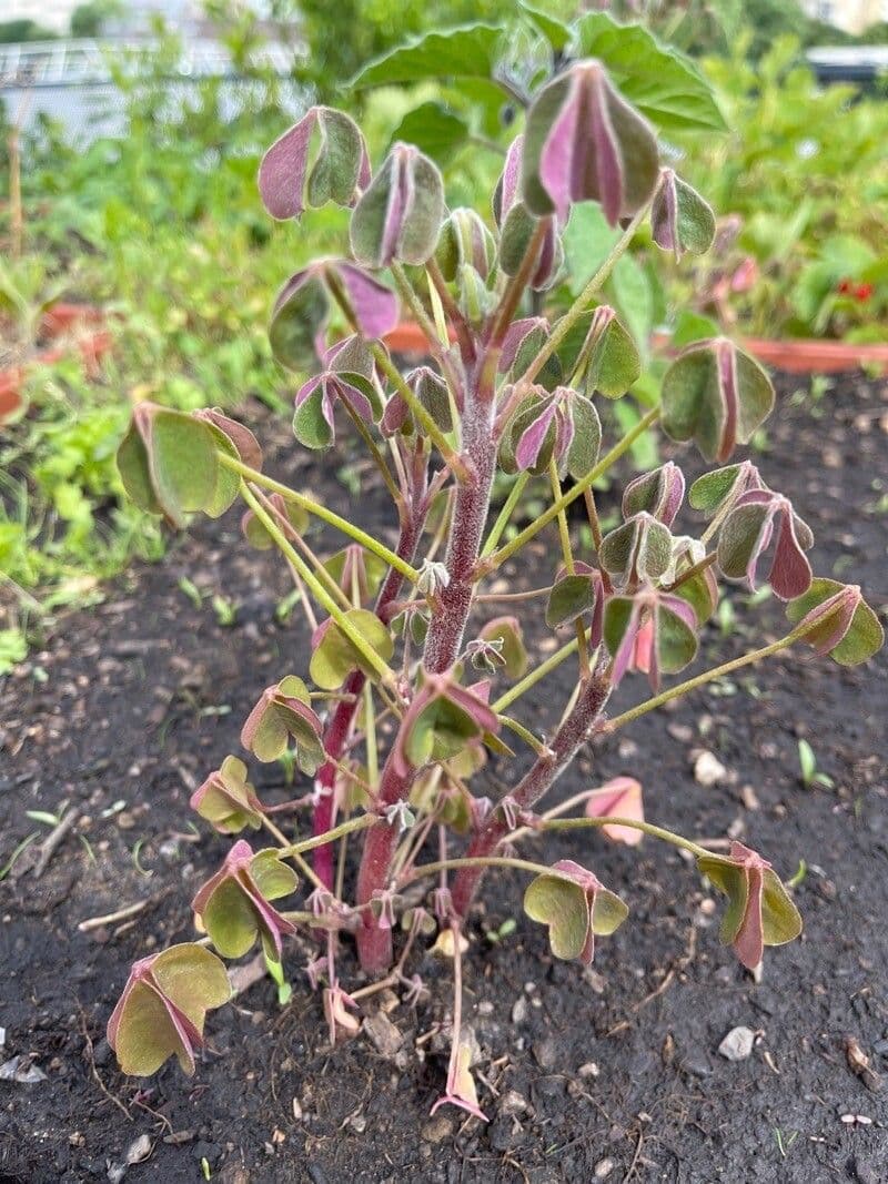 Acetosa tuberosa 5