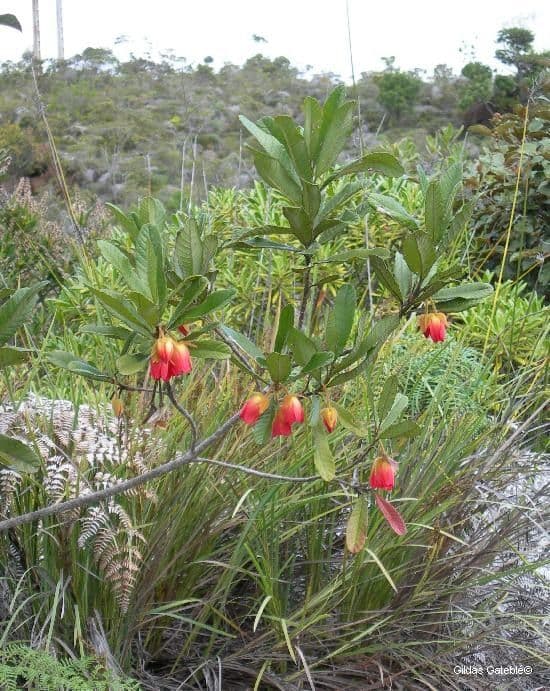 Dubouzetia 11