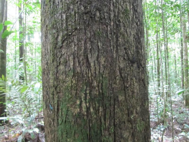 Goupia glabra 12