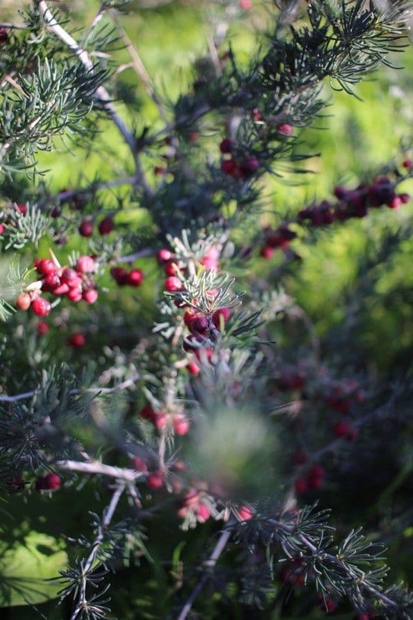 Rosmarinblättrige Grevillea 3