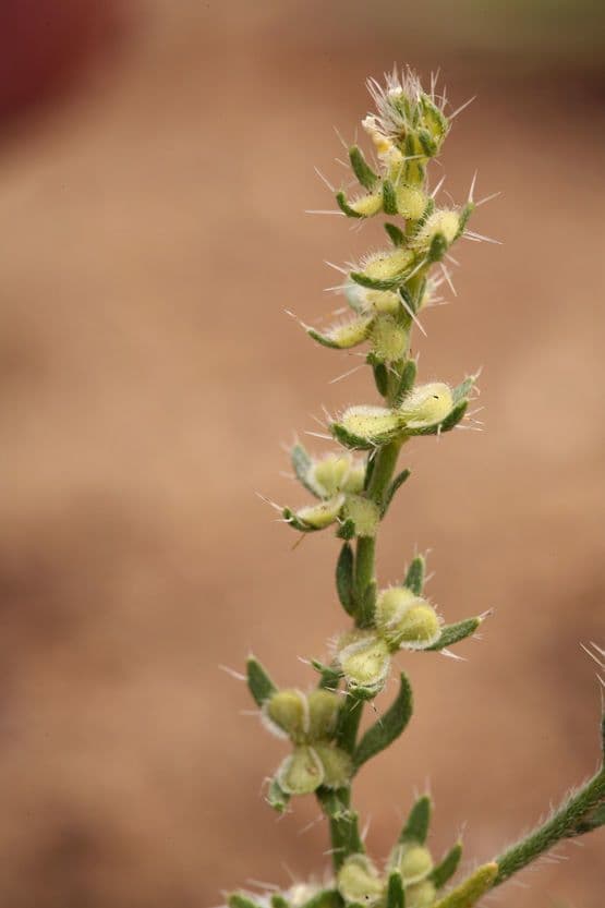 Pectocarya 3