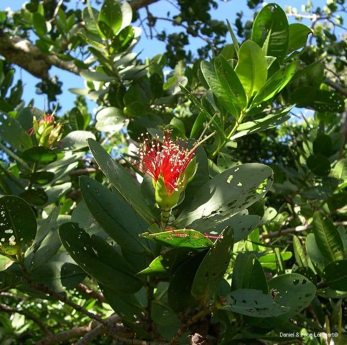 Mangrovia mela