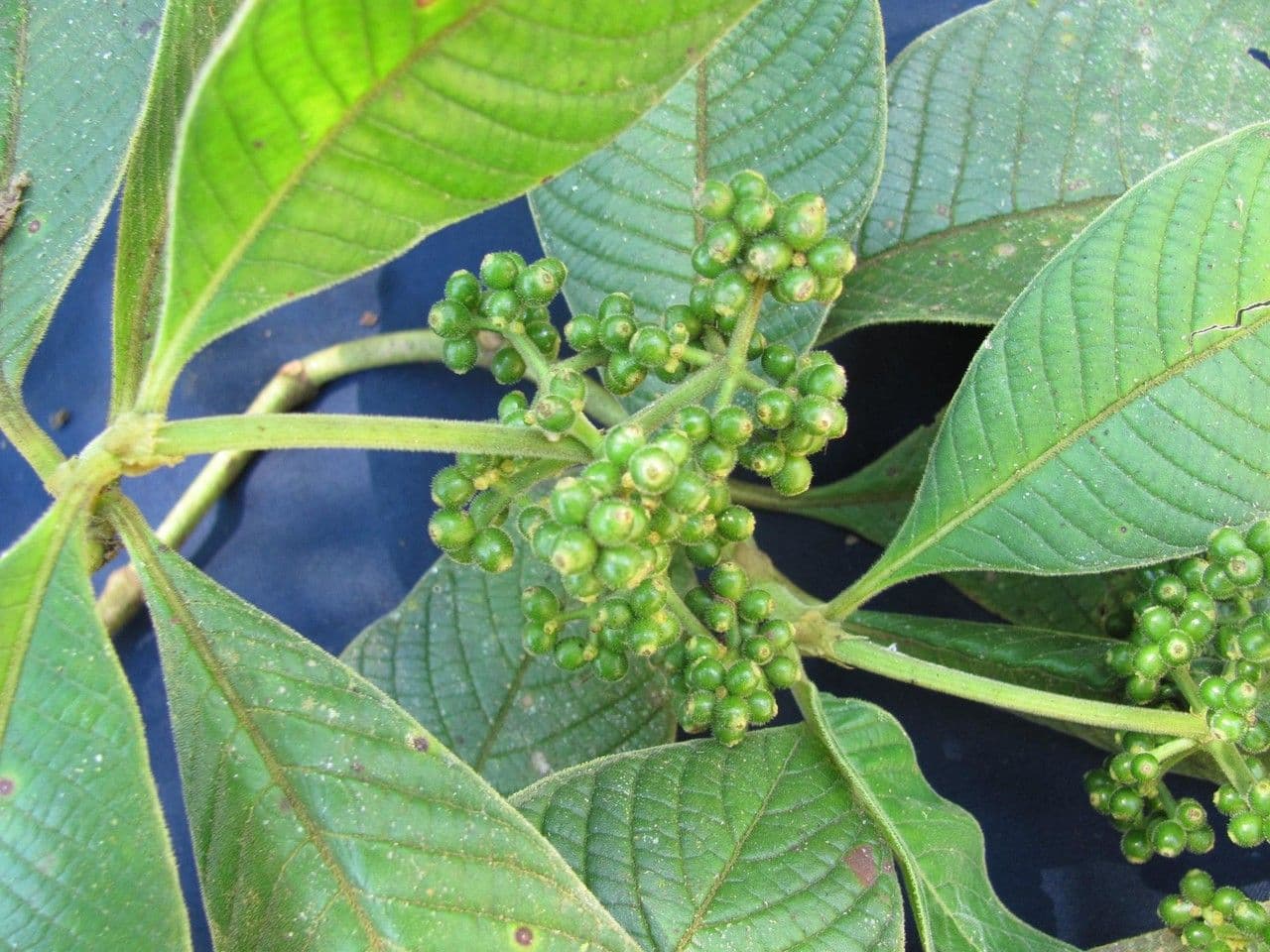 Psychotria 10