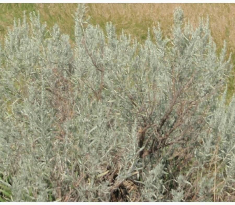Artemisia argentea 11