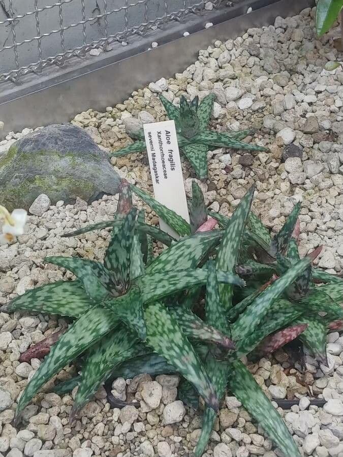 Aloe