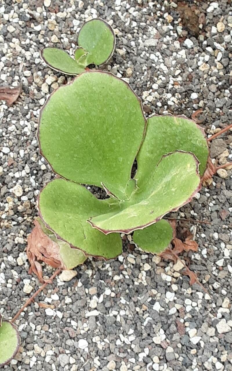 Kalanchoe 2