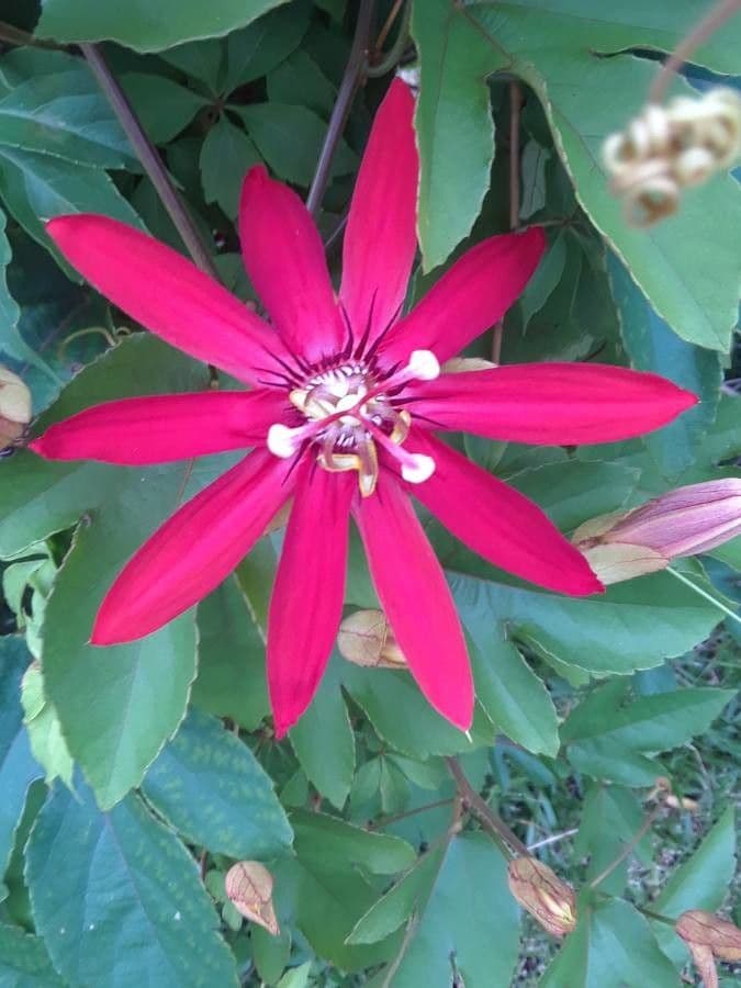 Passiflore écarlate 3