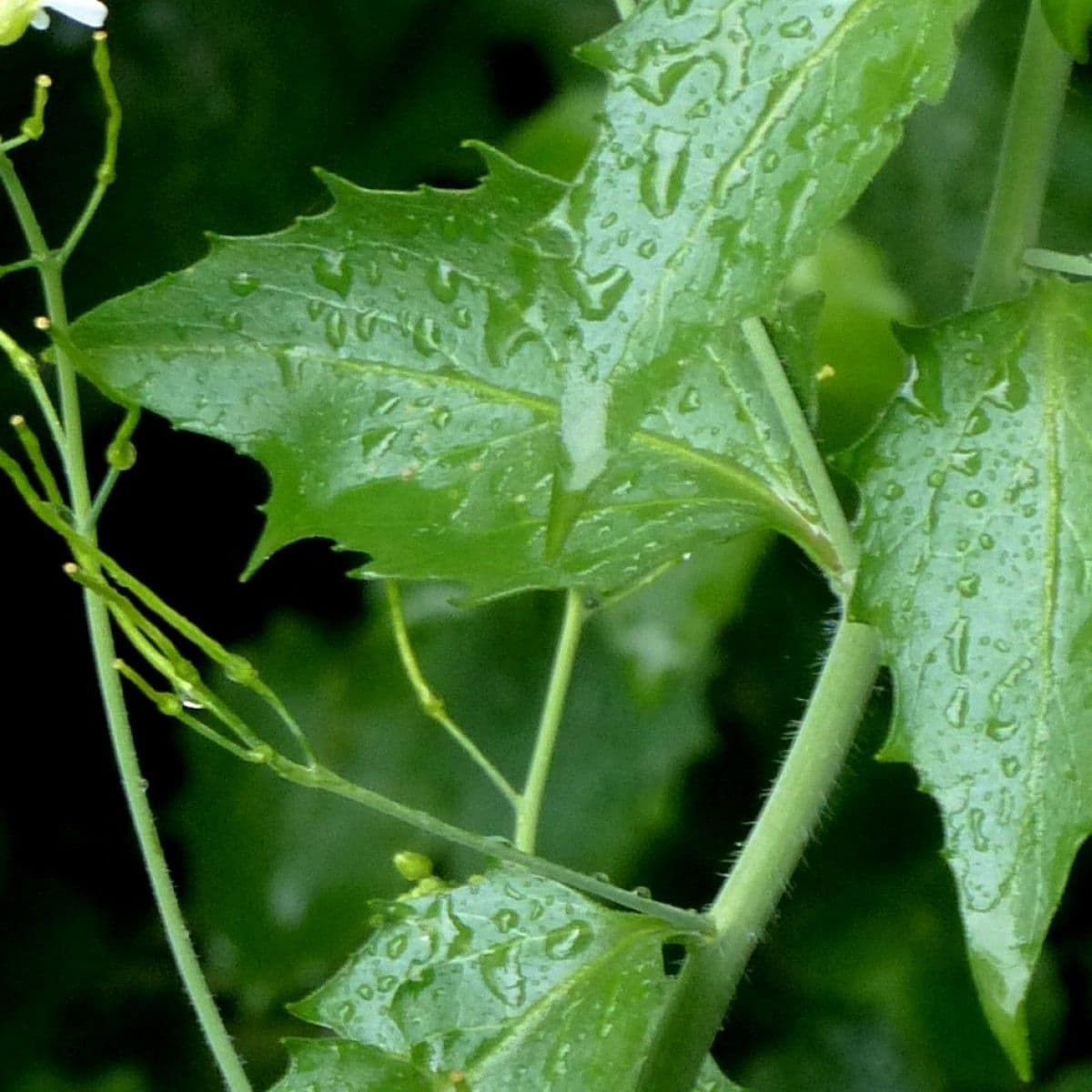 Arabidopsis cebennensis 12