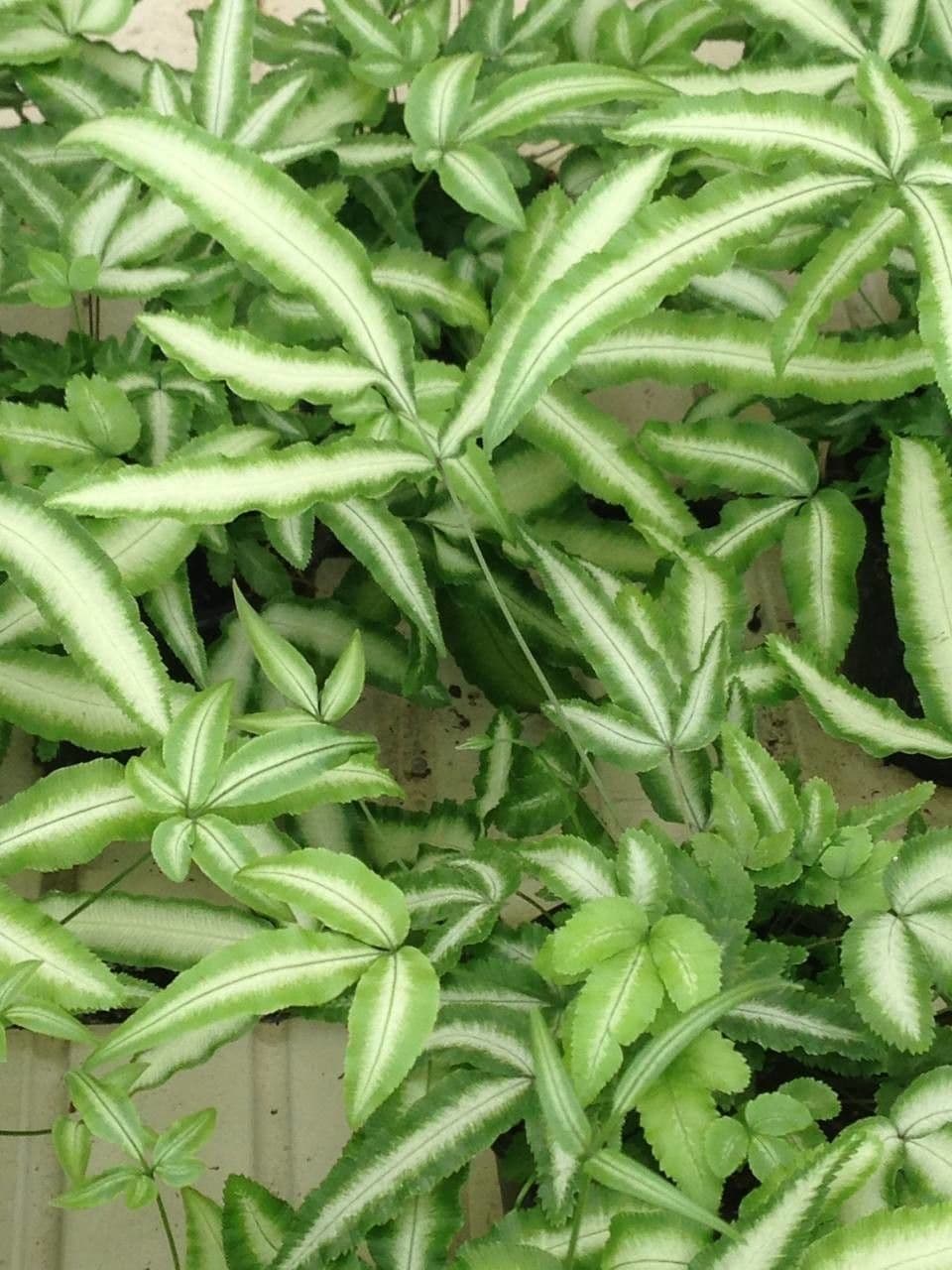 Pteris di Creta 6