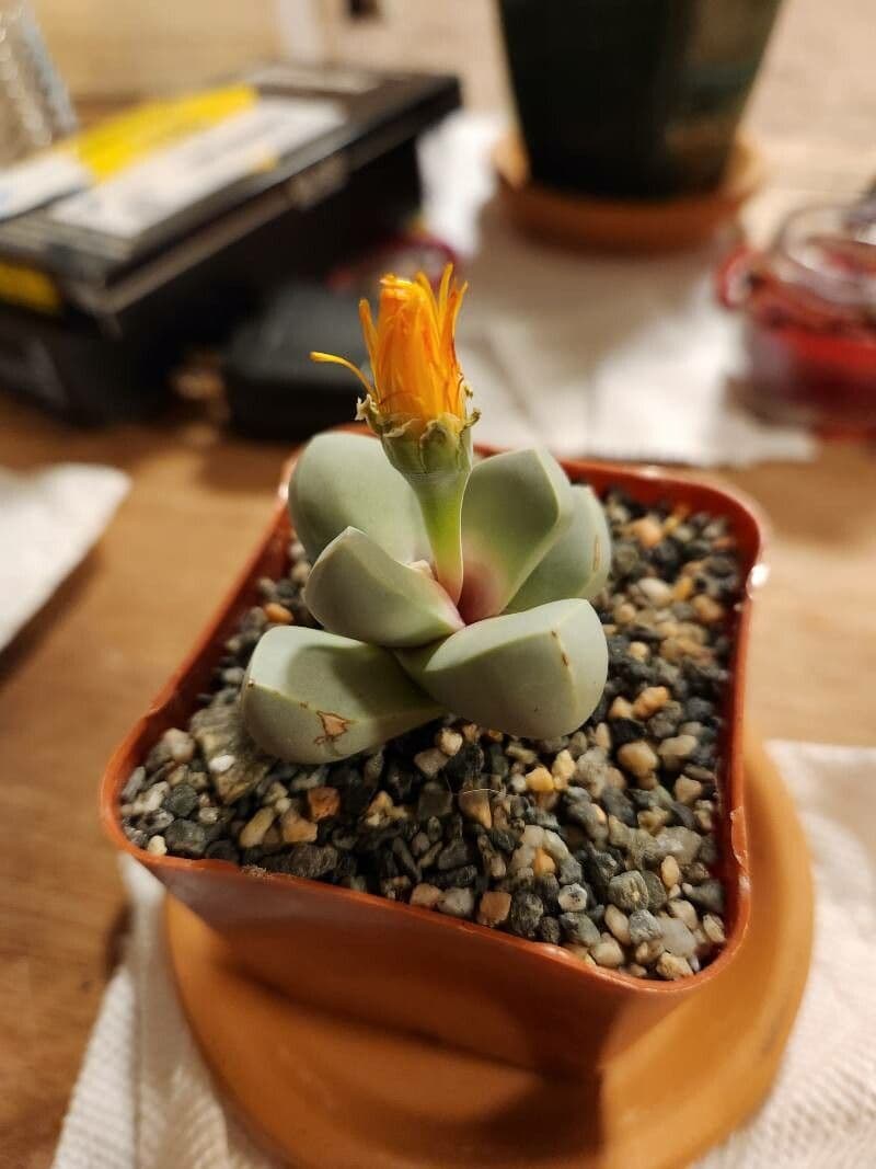 Lapidaria 4