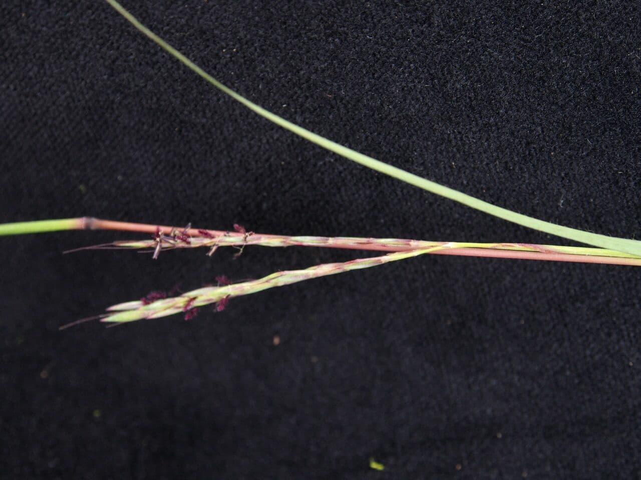 Andropogon
