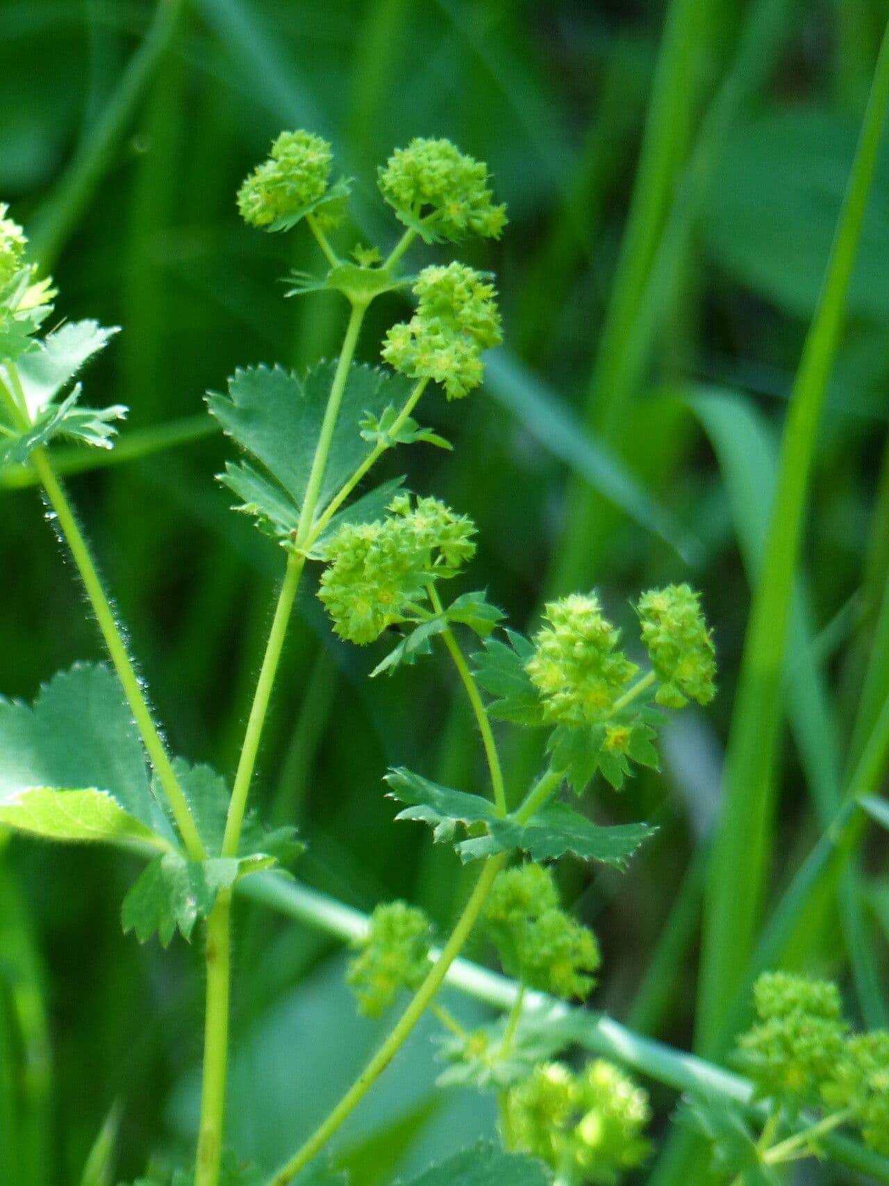 Alchemilla 3