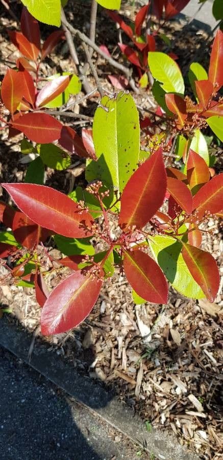Photinia serrata 17