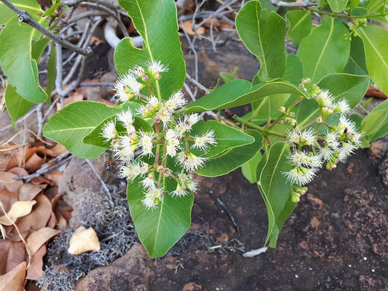 Syzygium guineense 6