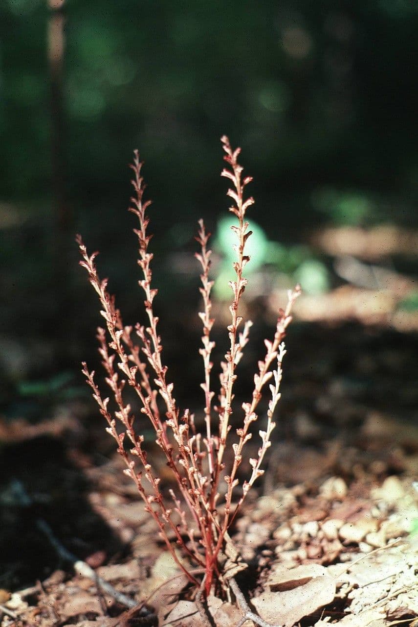 Epifagus virginiana 2
