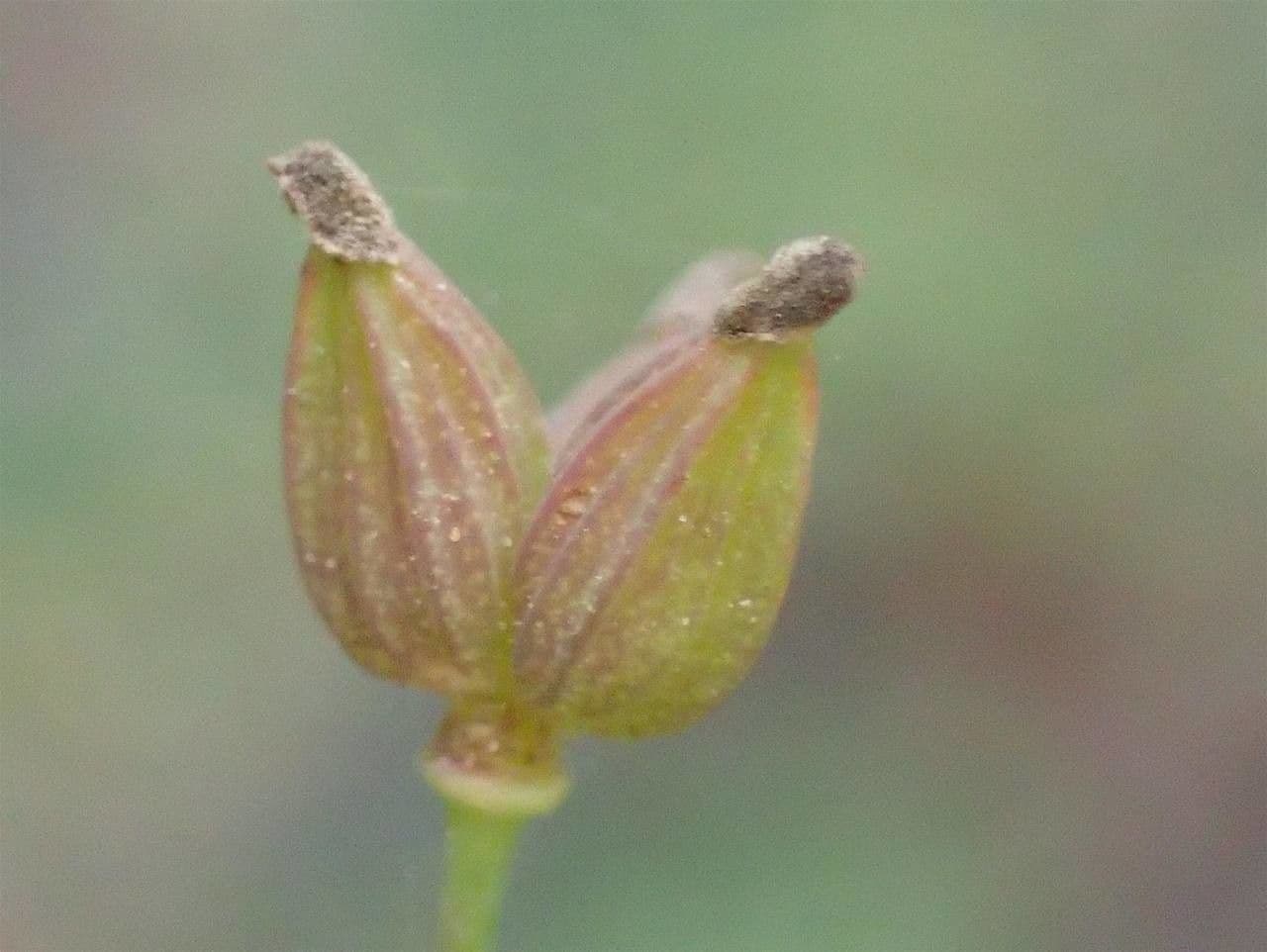 Pigamo minore 5