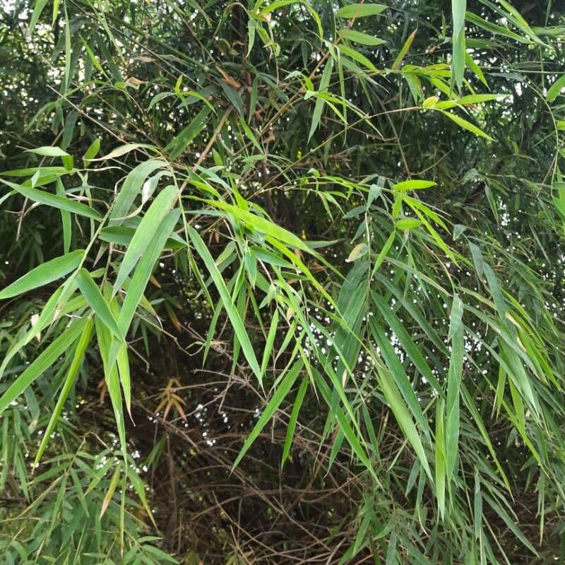 Chusquea quila 9