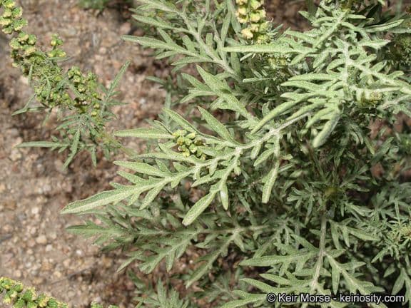 Bur ragweed 4