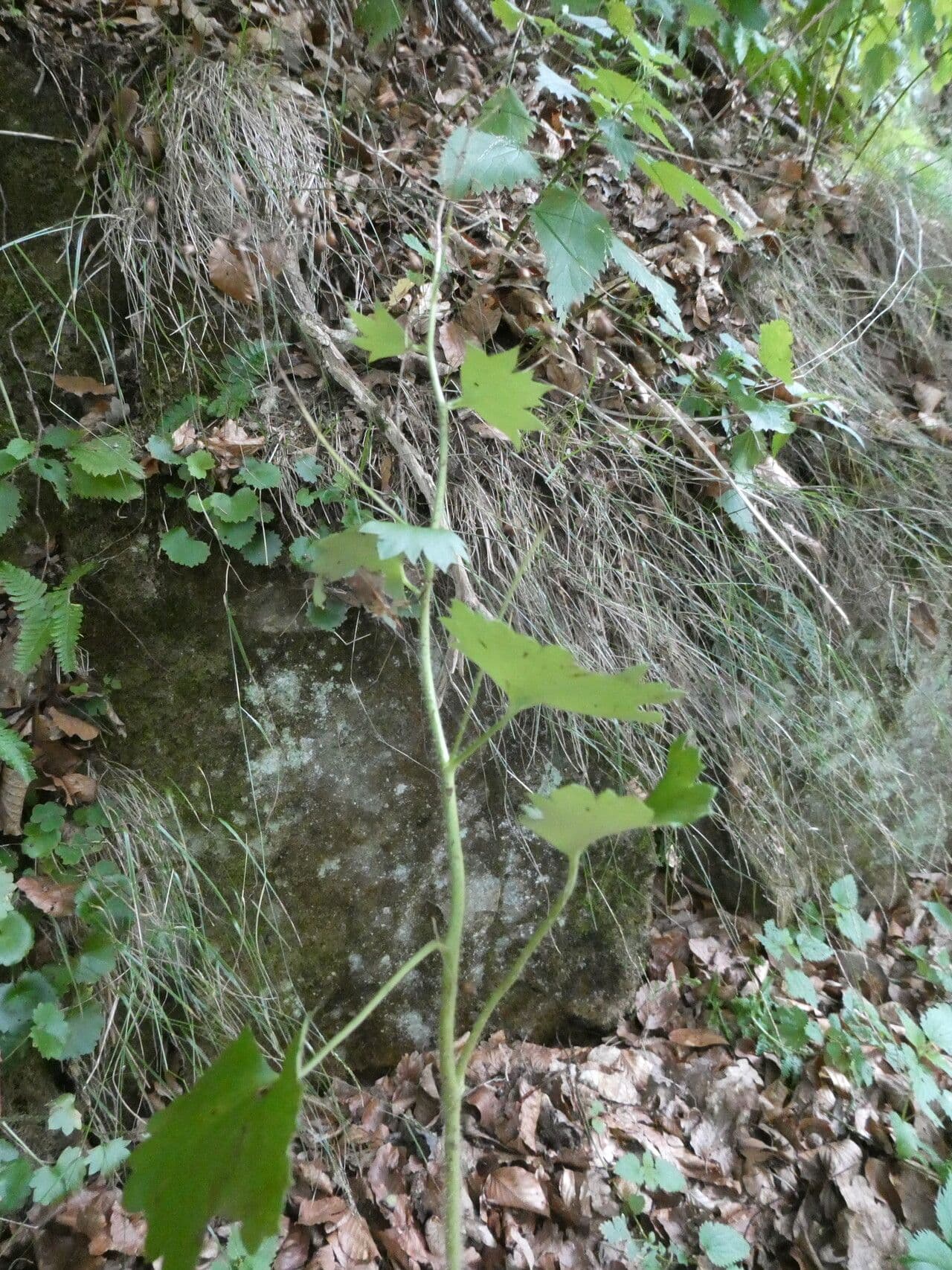Rundblättriger Steinbrech 21