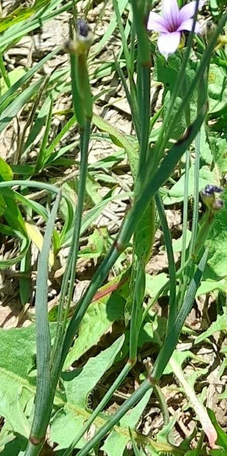 Sisyrinchium 4