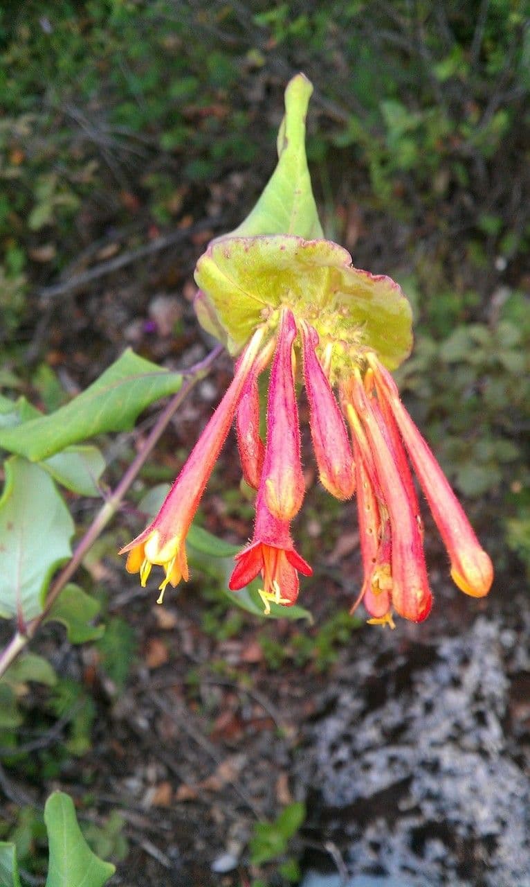 Caprifoglio 5