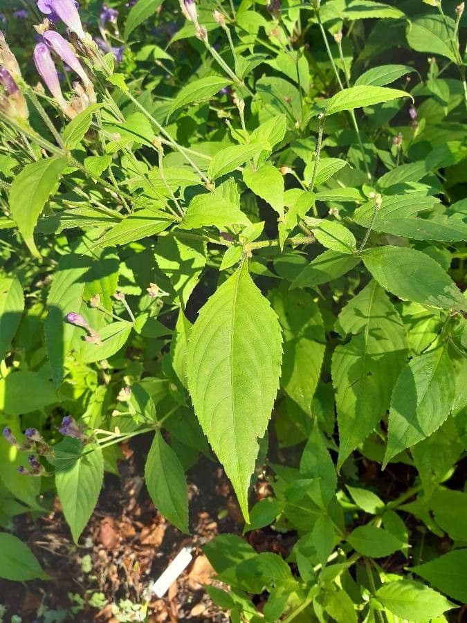 Strobilanthes 6
