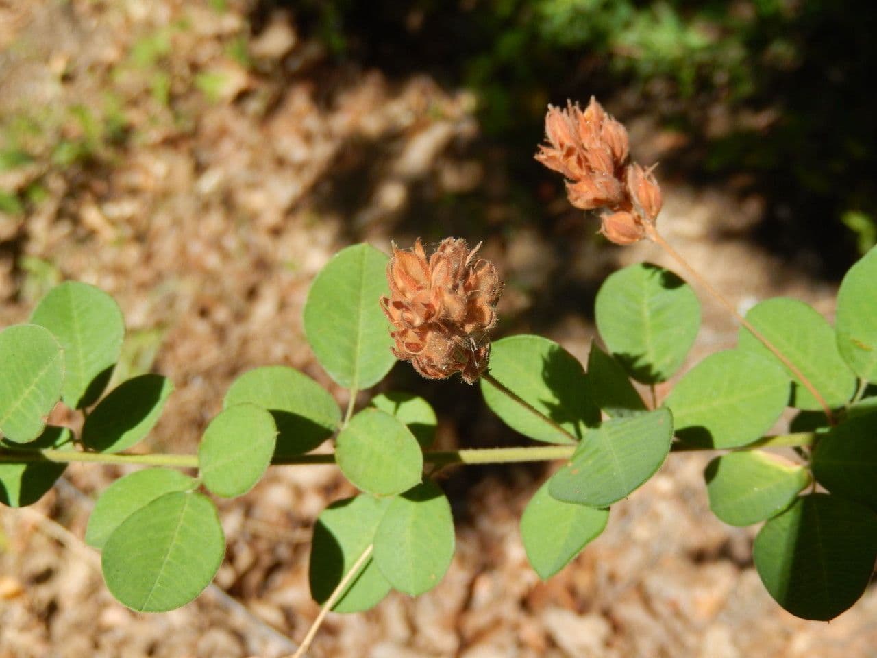 Lespedeza lysá 10