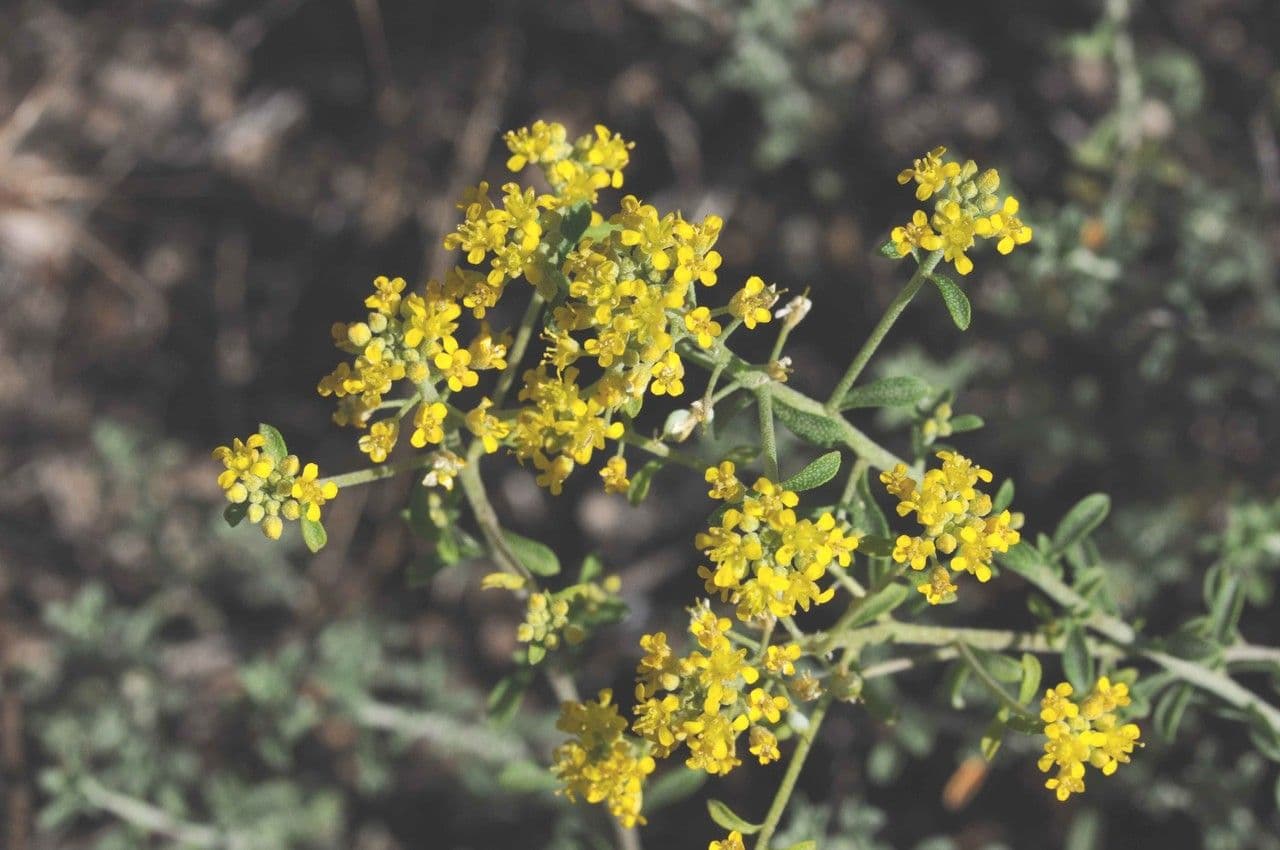 Alyssum serpyllifolium 5