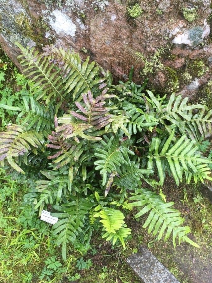 Polypode coriace 6