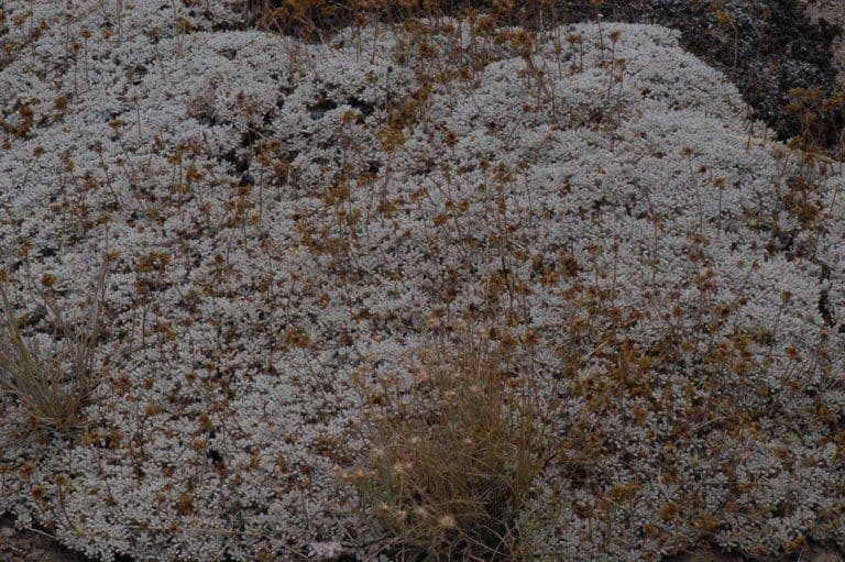 Eriogonum caespitosum 12