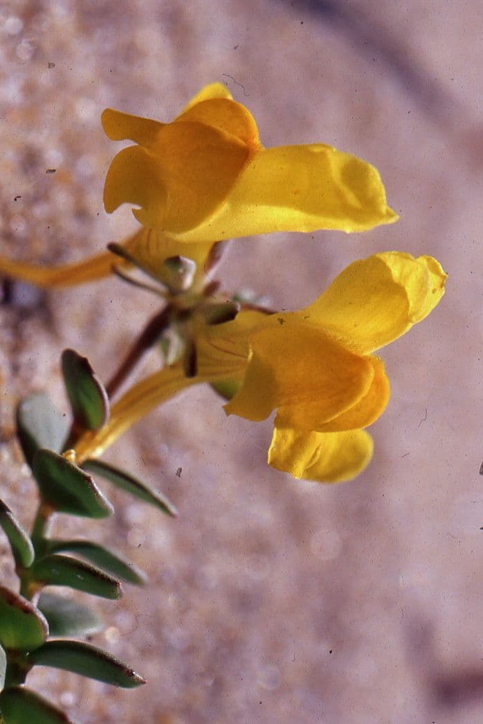 Linaria 5