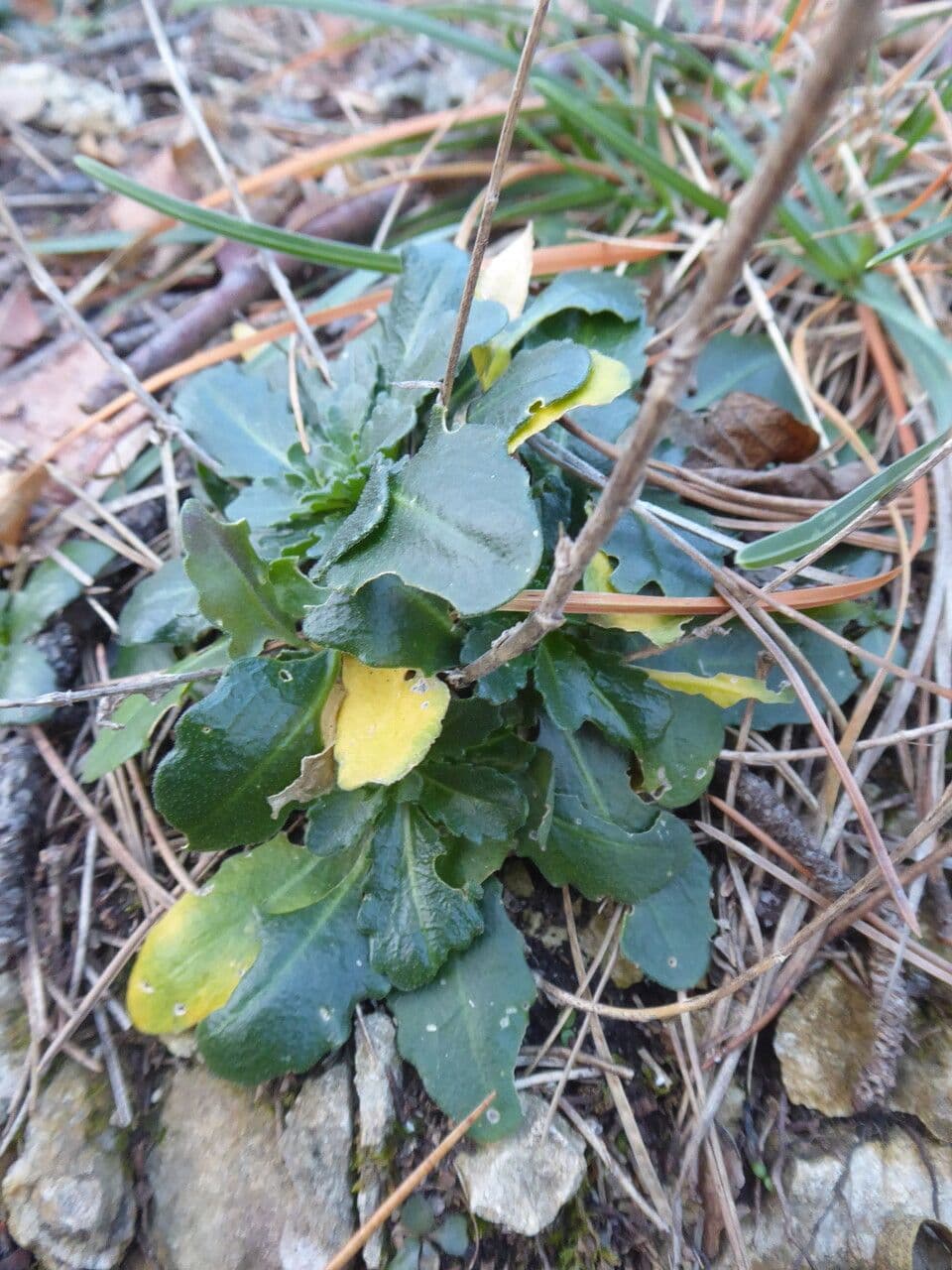 Arabis 19