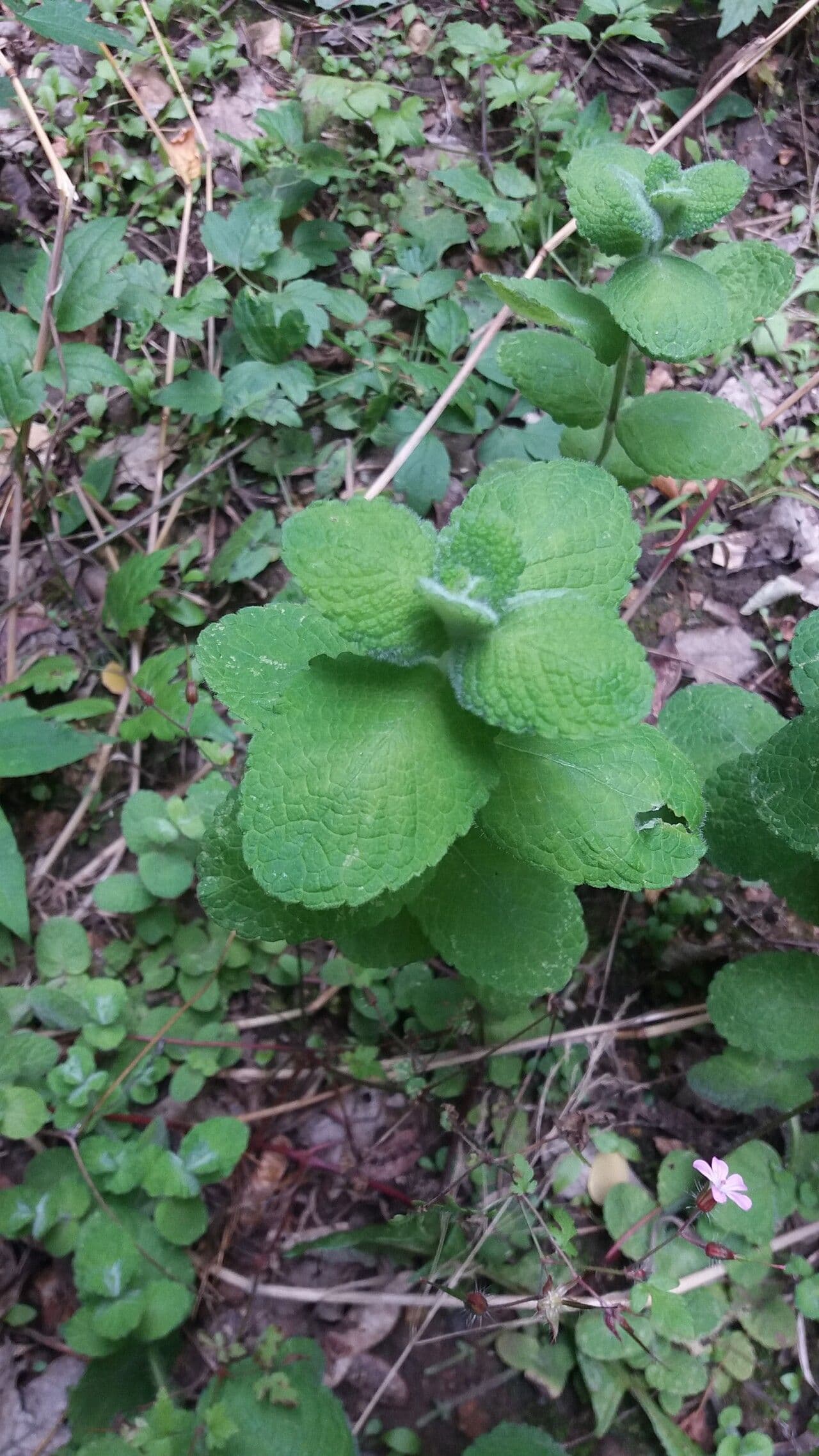 Menta villosa 7