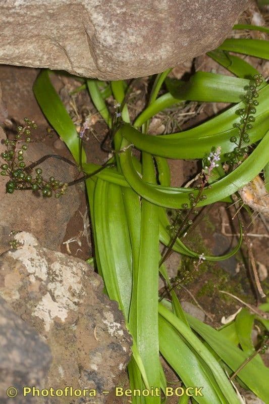 Scilla 21