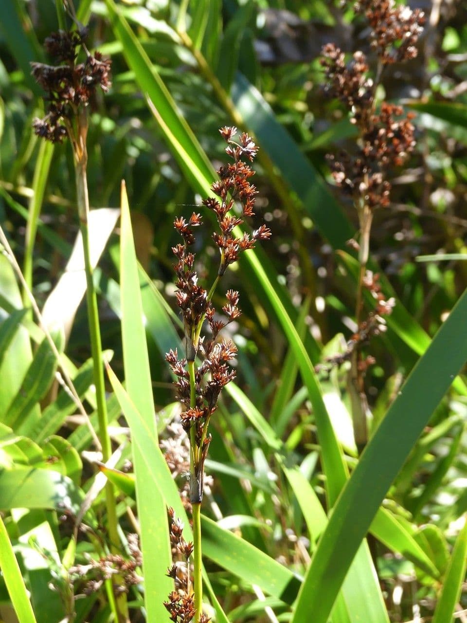 Machaerina
