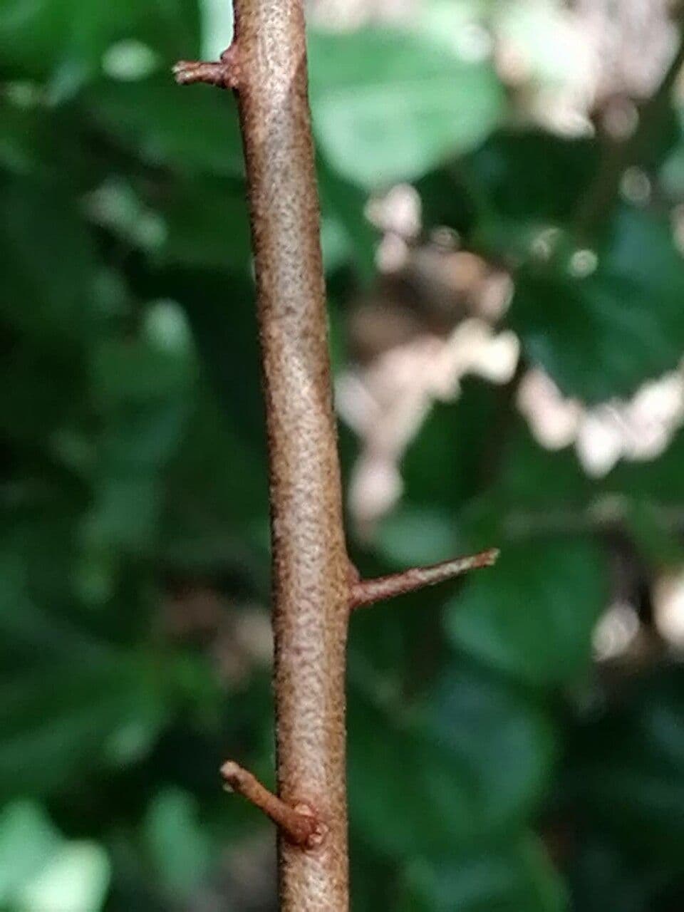 Elaeagnus 25