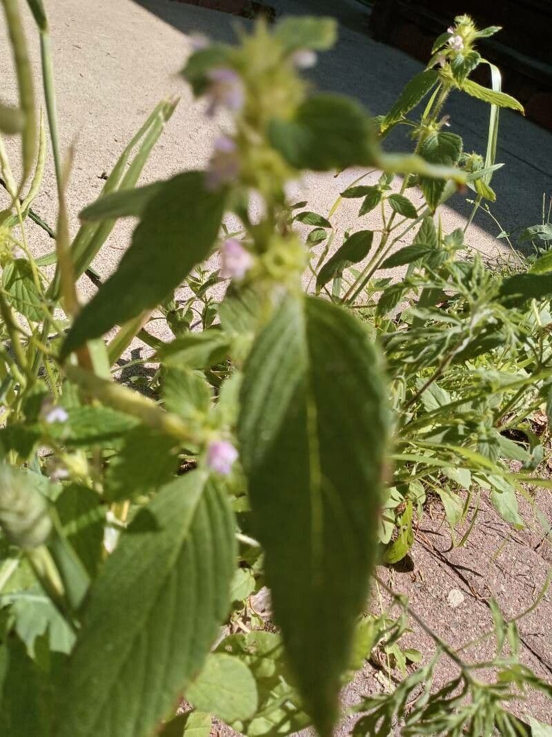 Canapetta bifida 14