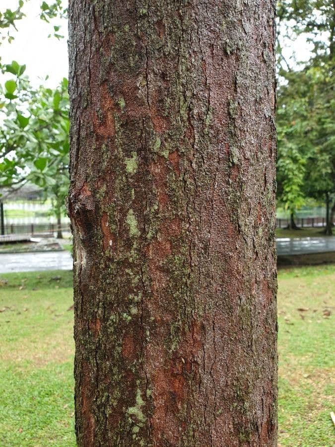 Dipterocarpus 8