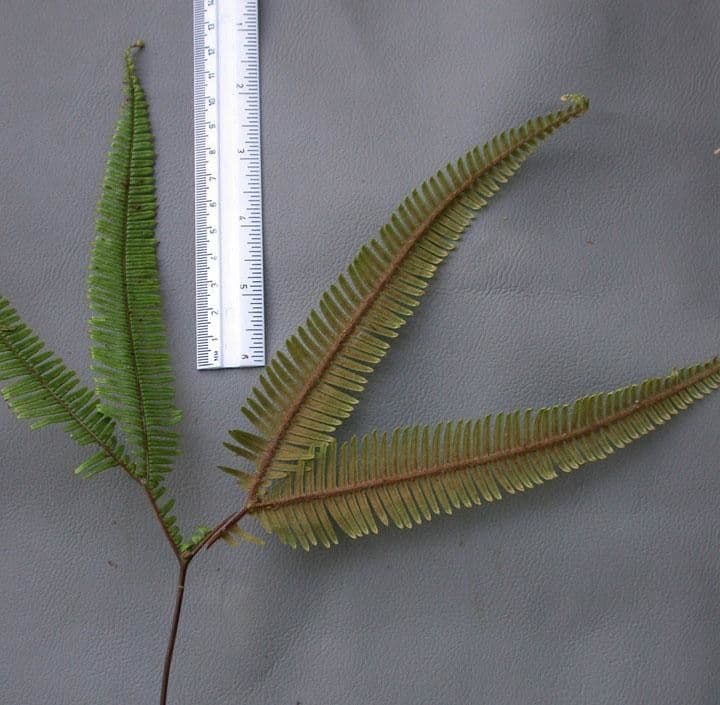 Sticherus 10