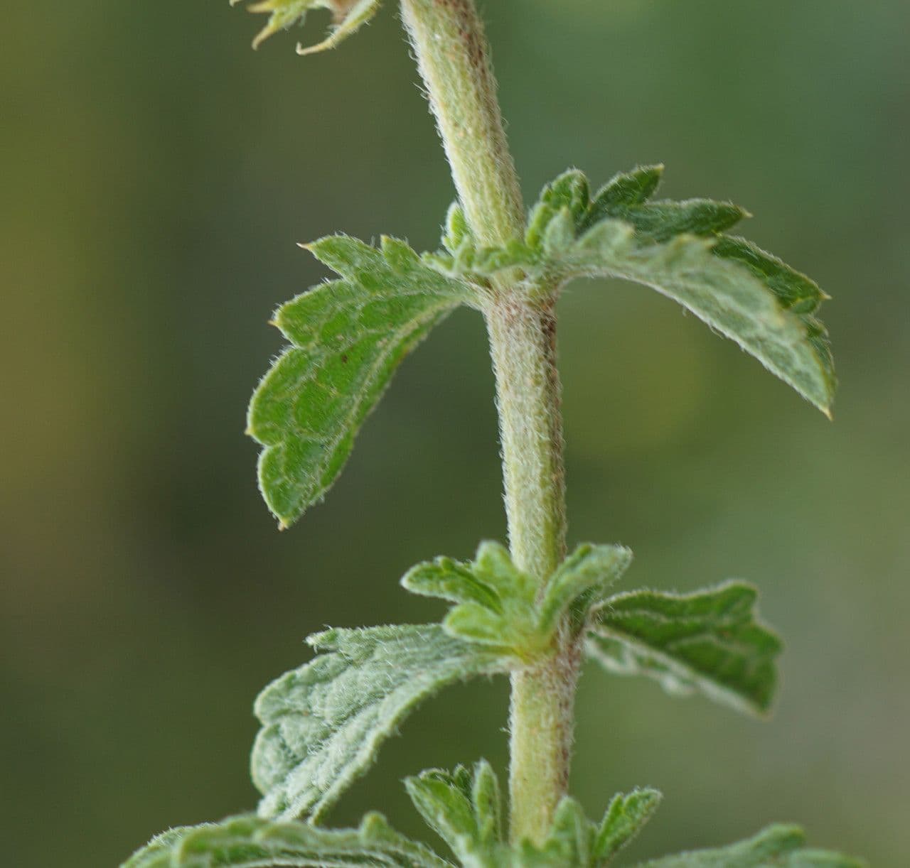Sideritis 15