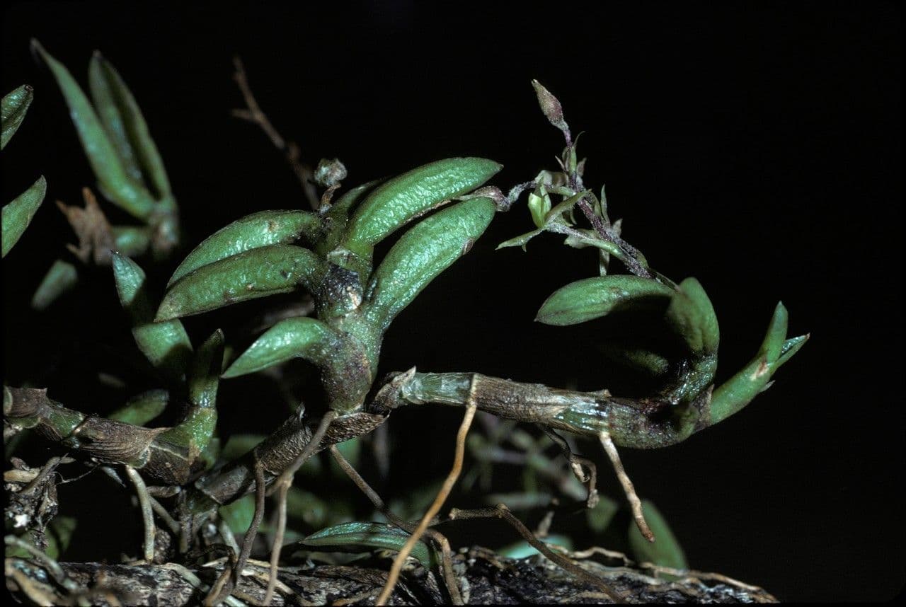 Epidendrum