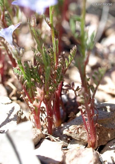 Achillea-Gilie 10
