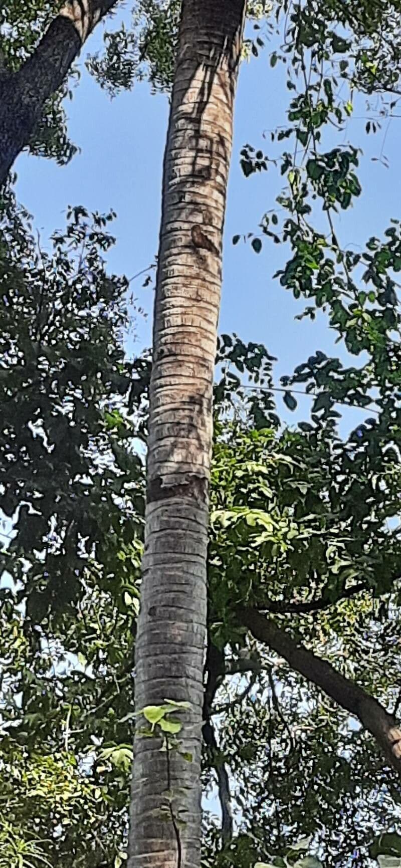 Palma cukrowa 18