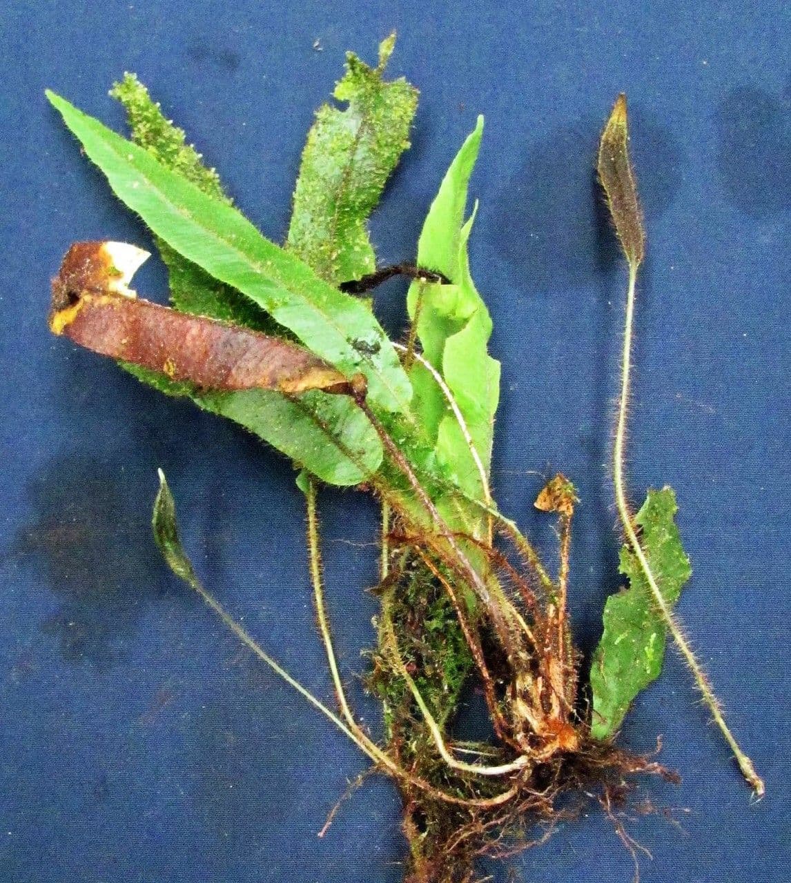Elaphoglossum