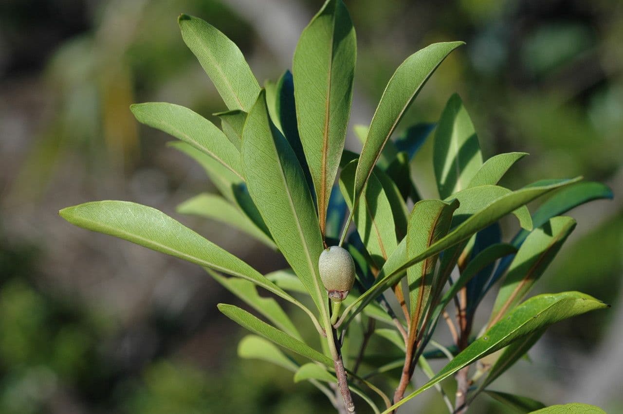 Planchonella 2