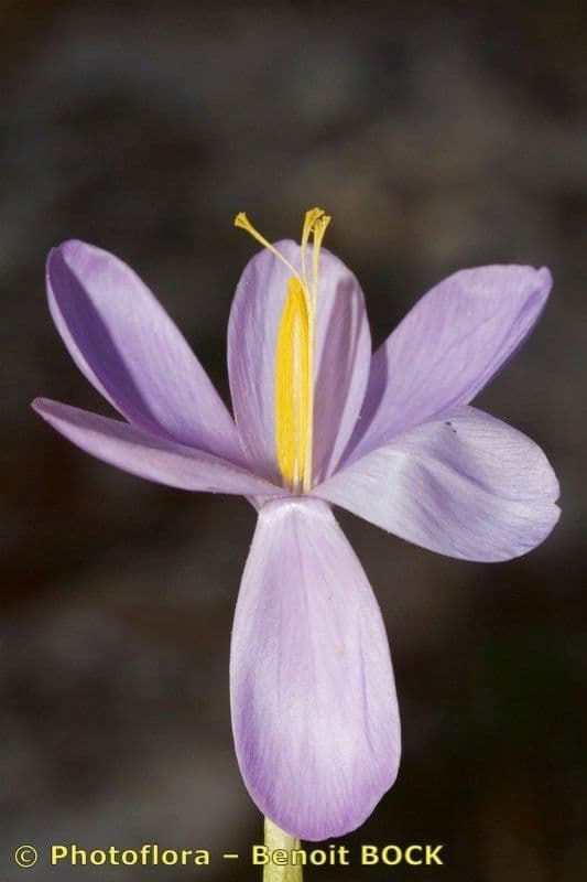 Zafferano di Goulimis 3